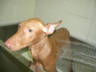 Pharaoh Hound ファラオハウンド共和国 Pharaoh Hound ファラオハウンド共和国