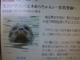 アザラシに住民票発行 Dr でぶ ブログ でぶログ