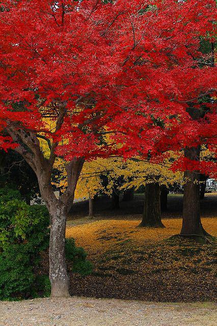 コウヨウ　紅葉