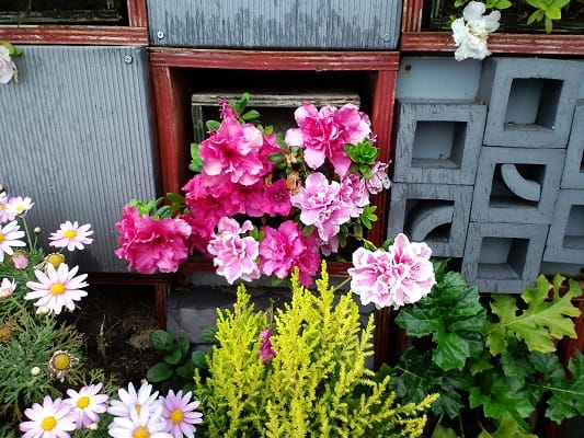 立体菜園花壇の植物たち アゼリア ｗｙｚ流立体菜園 緑花術 New Vertical Edible Garden Technique