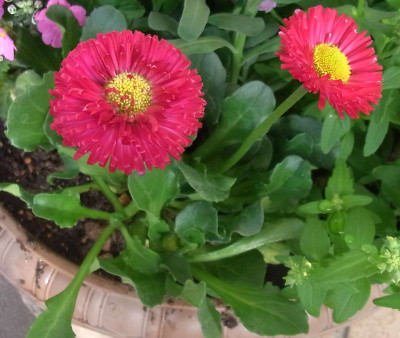3 17 寄せ植えばちにポンポンデイジー ｎｉｗａ ｎｉｈａ ｈａｎａ 庭には花