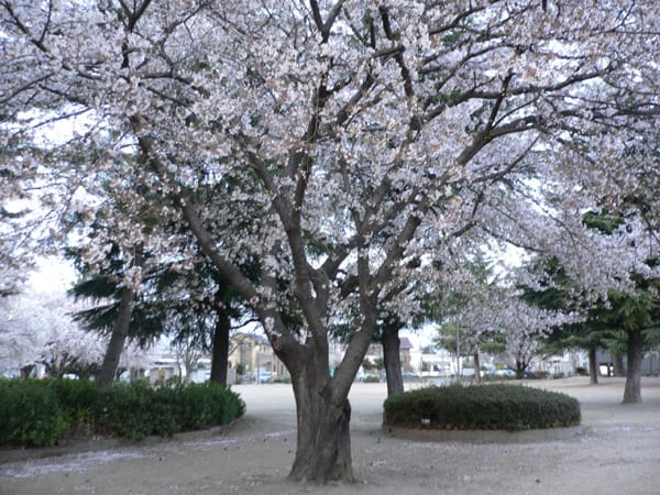 神社の桜１