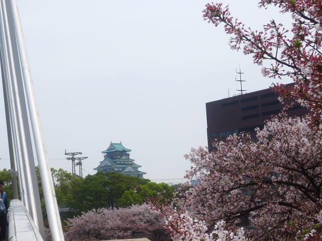 造幣局 桜の通り抜け 16 Gooな話し