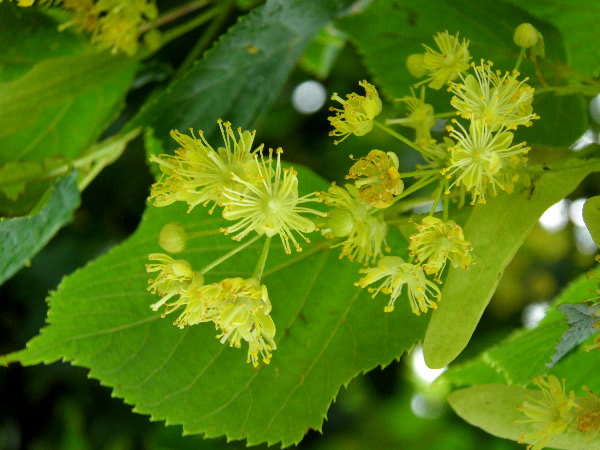 菩提樹 （ リンデンバウム ） の花 - ジージのドイツ花便り