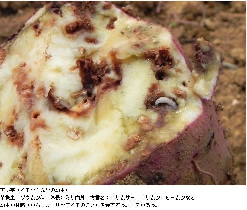 苦い芋 ガジ丸が想う沖縄 苦い芋 ガジ丸が想う沖縄