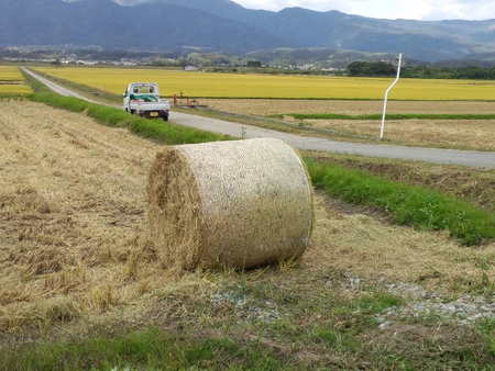 藁ロールケーキを食べてみませんか 昼間管理職のつぶやき 藁ロールケーキを食べてみませんか 昼間管理職のつぶやき