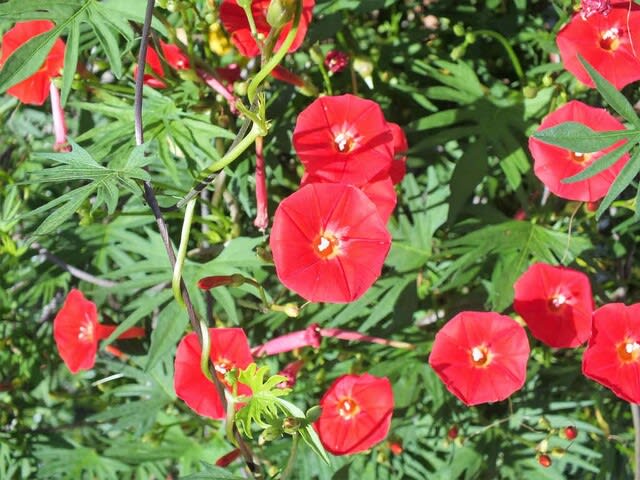 ハゴロモルコウソウ 羽衣縷紅草 花追いウォーキング