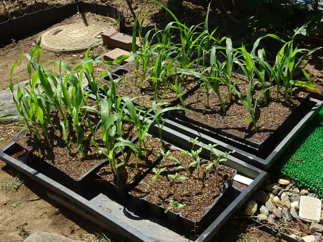 ７月２９日から８月２日までに種を播いたセルトレイの苗をポットに植え替えています まだ途中 ヒロシの日記