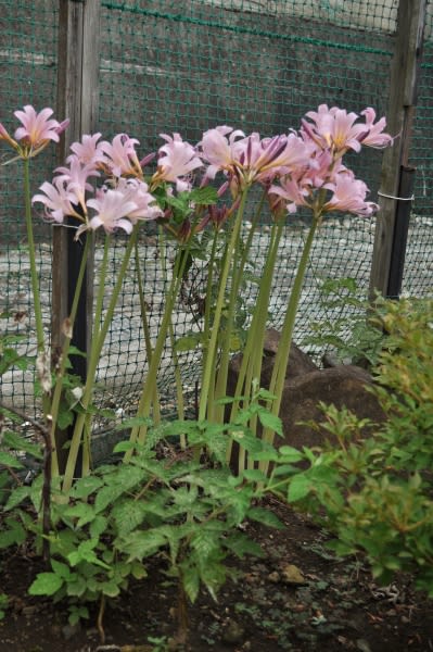 お盆に毎年咲く花 Nisiの手作りブログ