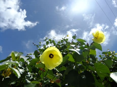 ゆうなの花が咲き始めました 綺麗です 沖縄 沖縄の貸別荘 ペンション うみつばめ日記