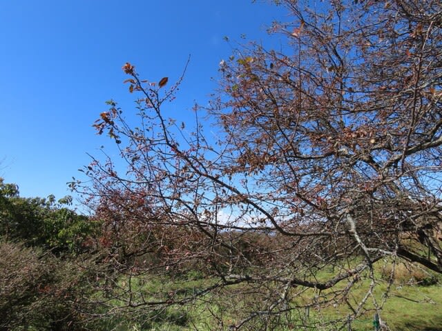 高ボッチ高原・鉢伏山で最近見る事の出来る実・種　ズミ（酢実）の梨状果（なしじょうか）