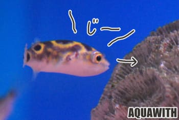 ８の字ふぐ アクアウィズのオススメ 熱帯魚