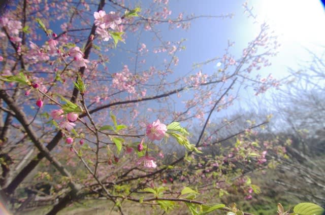 カワヅザクラ 紅色の濃い早咲きの桜は2月13日の誕生花 Aiグッチ のつぶやき