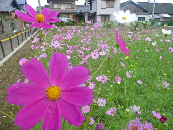花作り のブログ記事一覧 私の70代