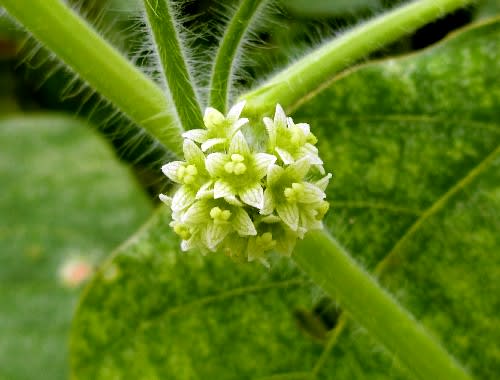 野草花 9月ー２ ウリ科の花 アレチウリ カラスウリ スズメウリ オキナワスズメウリ 花と徒然なるままに