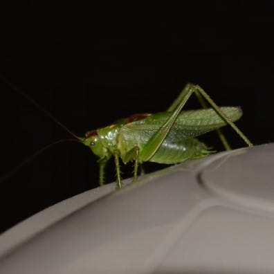 イナゴ カエサルの世界 イナゴ カエサルの世界