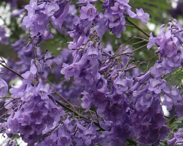 紫のさくらと言われ日本で見ることは珍しい花です お花大好き 野鳥大好き