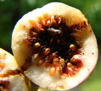 080827akotree2