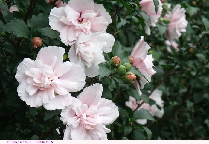 ムクゲ 木槿 うすいピンク色の八重咲の花 散歩写真