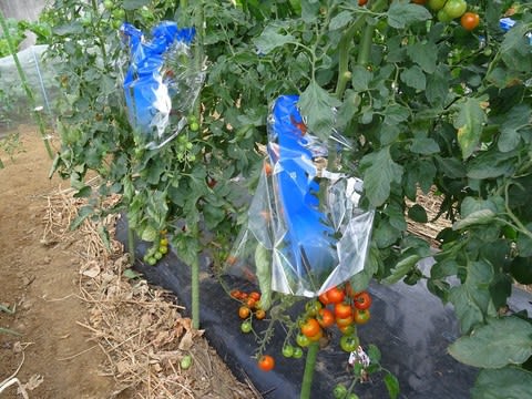 ミニトマトに雨よけハット 農ある生活