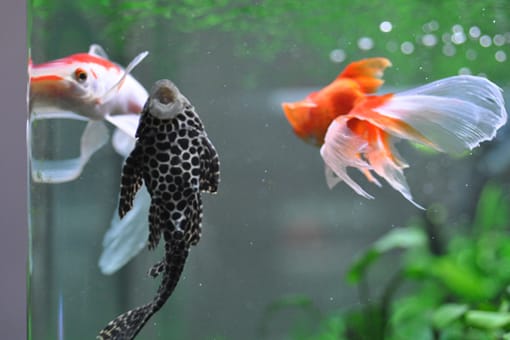 セルフィンプレコ復帰 ソウルで金魚