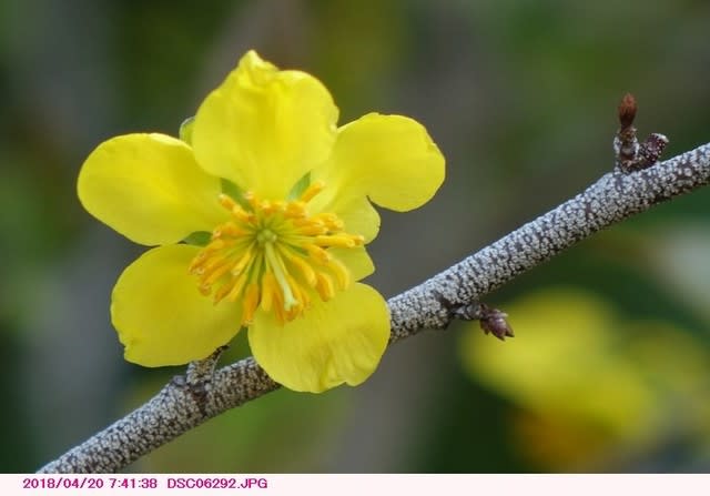 ミッキーマウスの木 黄色い花 散歩写真