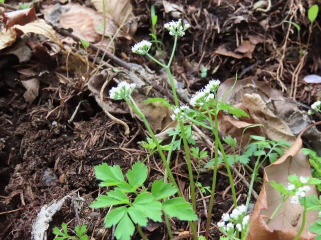 高ボッチ高原・鉢伏山で最近咲いている花　セントウソウ（仙洞草）