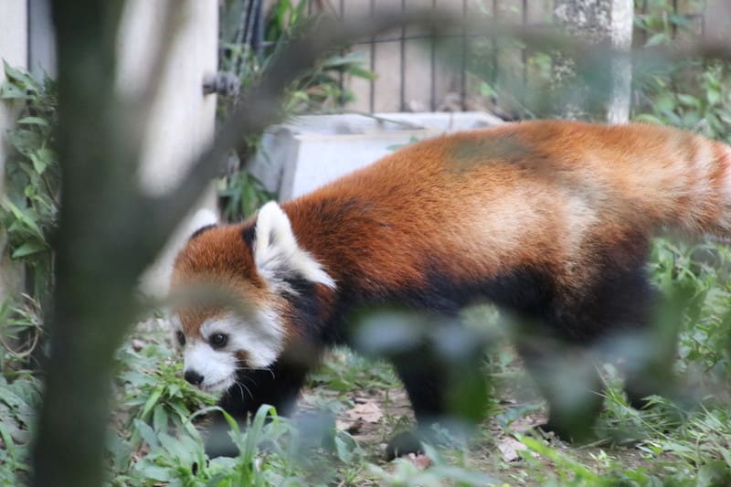 レッサーパンダを撮る ハイブリッドな生活 旧ルノーな生活 レッサーパンダを撮る ハイブリッドな生活 旧ルノーな生活