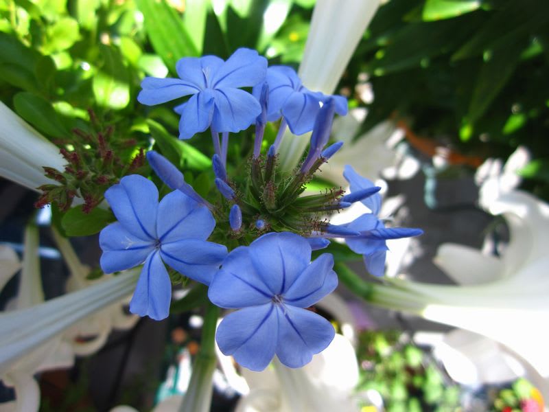 ルリマツリが咲きました 青と白の花々 Tis Nature S Voice それは自然の声