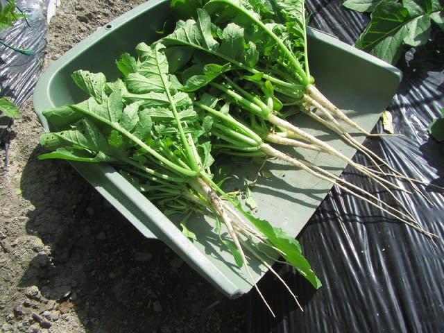 ダイコンの最終間引き 1本立ち 大好き 野菜の時間 ダイコンの最終間引き 1本立ち 大好き 野菜の時間