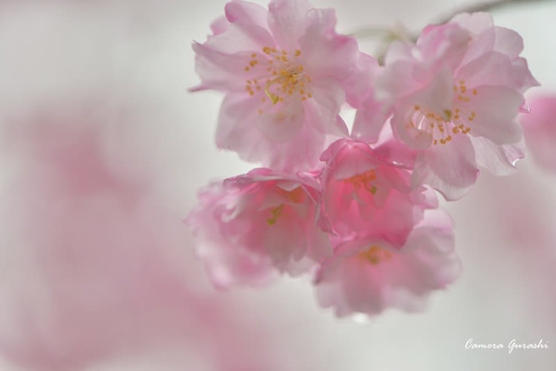 かわいい桜 カメラぐらし
