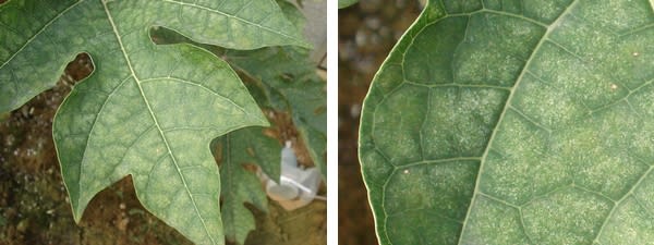 パパイアの葉にいたハダニハンター 熱帯果樹写真館ブログ