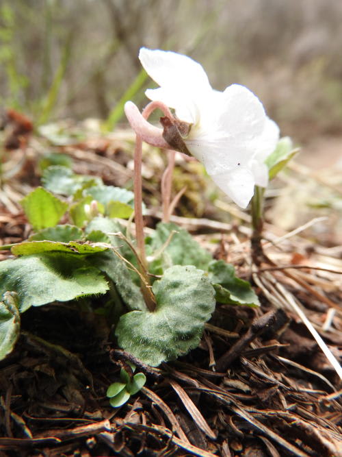 高ボッチ高原・鉢伏山で最近咲いている花　マルバスミレ（丸葉菫）
