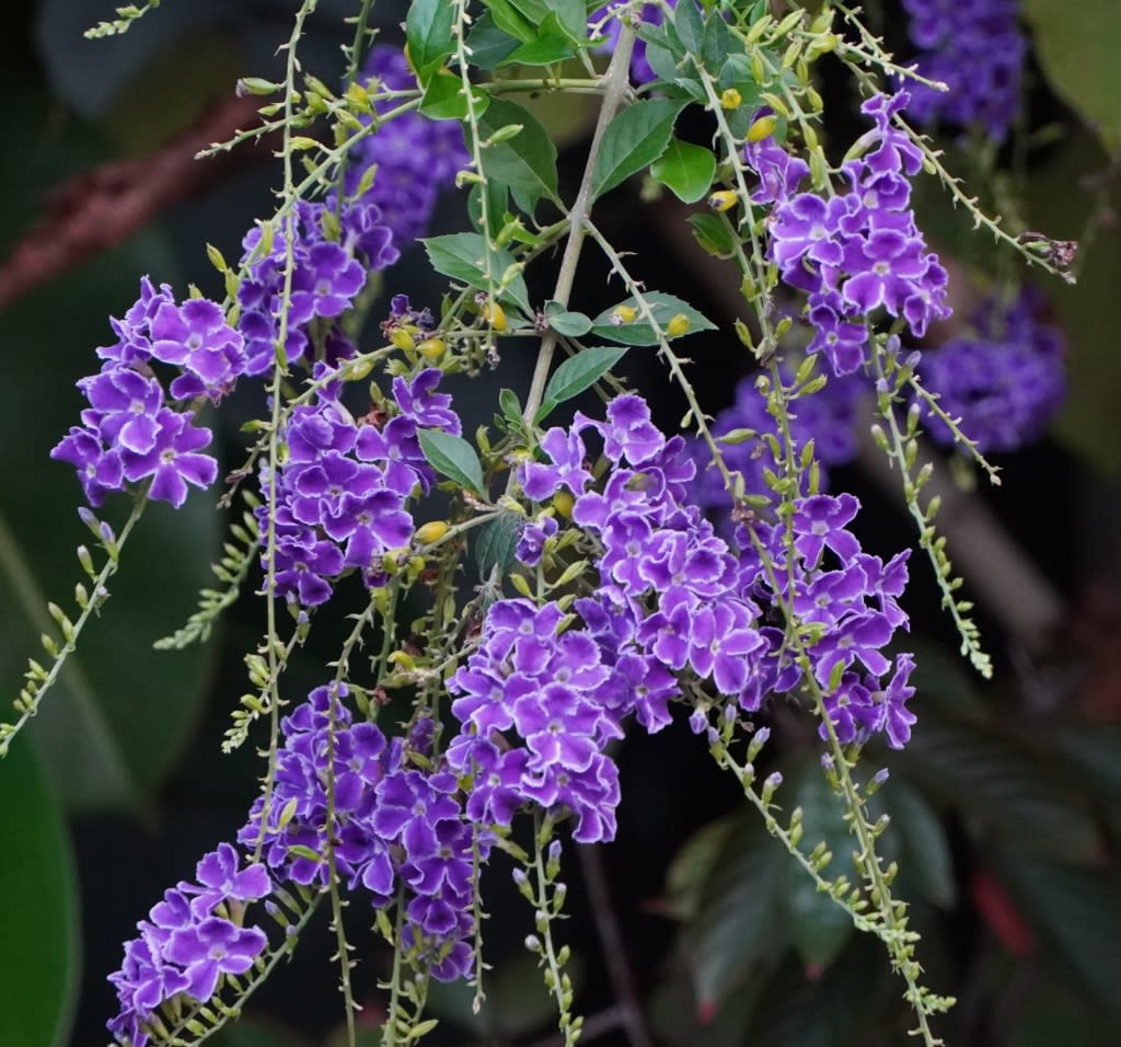 デュランタ タカラヅカ 花の名前 デュランタ タカラヅカ 花の名前