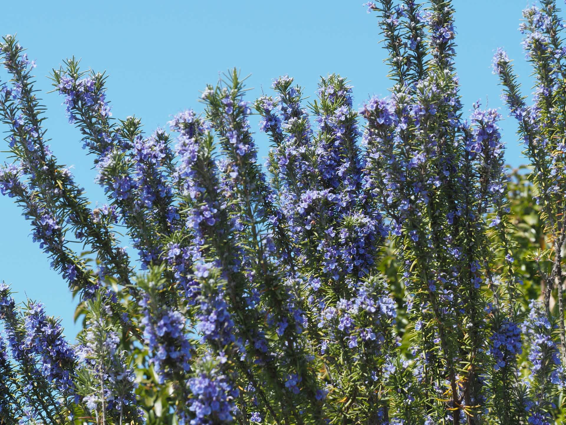 菜種梅雨に入る前の淡路島国立公園です 花と自然