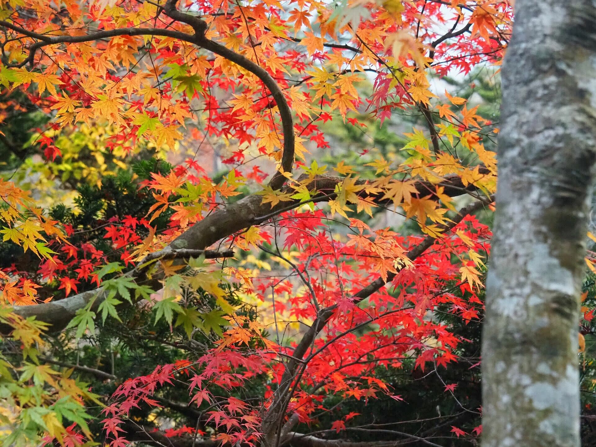 紅葉の夏井川渓谷へ いわき市 休日は風を切って