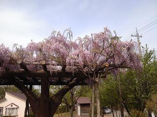 https://blogimg.goo.ne.jp/user_image/70/35/ece4b93da6654c7338d9faaa7b9923c7.jpg