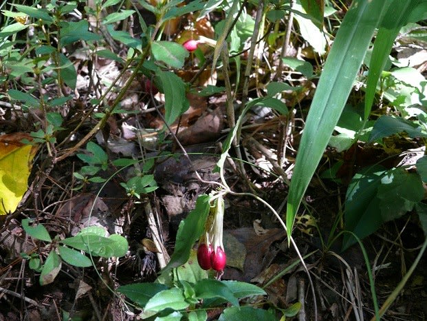 国見山草の実 10 13 赤い実 みちのくの山野草