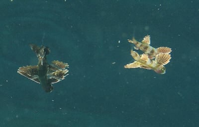 トビウオ幼魚 こだわりマクロ水中写真館