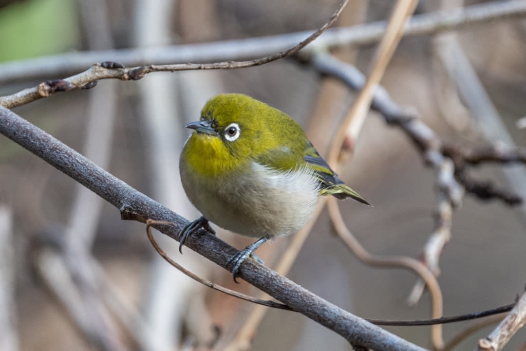 仕草が可愛いメジロ 徒然なる野鳥のままに悠々散歩