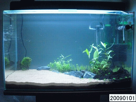 60cm新水槽の水草の成長 みゆきザンス的ブログ
