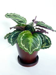 観葉植物カラテア・メダリオンの特徴と育て方 - 観葉植物ひろば