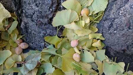 銀杏 人気 踏んだ 靴