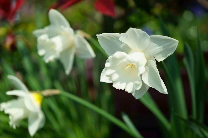 我が家の4月の花 4 白い水仙 ツルニチニチソウ 黄色い水仙 口紅スイセン 金沢から発信のブログ 風景と花と鳥など