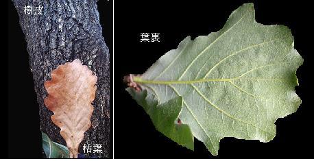 カシワ 柏 柏餅の葉の木とどんぐり 里山コスモスブログ