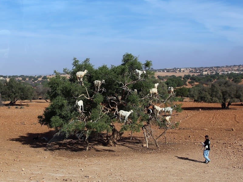 モロッコ紀行 １４６ ヤギの木登り あかない日記