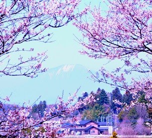 2019 12 13 土手の桜【わが郷・左利き】