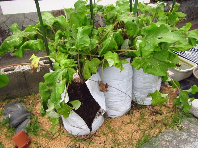 ミニゴボウの袋栽培 収穫 １袋目 大好き 野菜の時間
