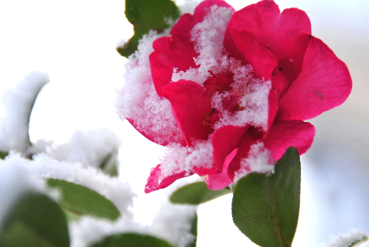 冬の山茶花の雪かぶり 写真ブログ ずバッと 今日の１枚