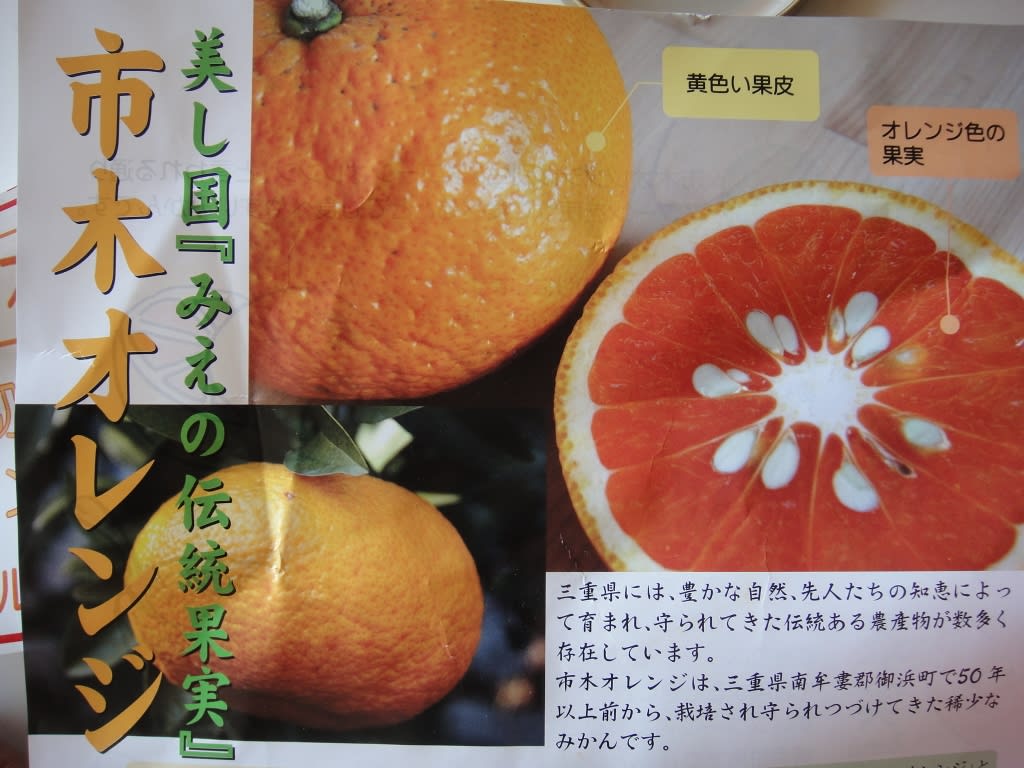 市木オレンジ いちぎおれんじ スプーンオレンジ 採集生活